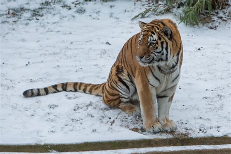 New At the Zoo: Amur Tiger | Amur tiger, Tiger, Cat habitat