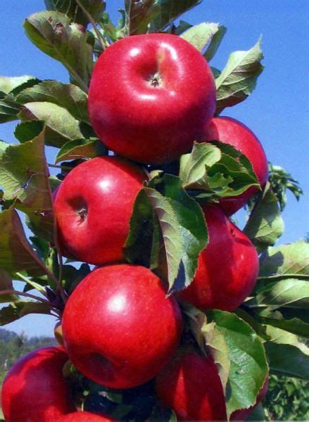 Tasty Red™ Urban™ Apple Tree - Stark Bro’s