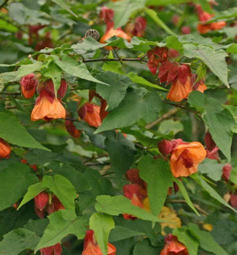 Flowering Maple, Abutilon spp. – Wisconsin Horticulture