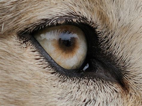 White Wolf : The incredibly detailed photos that reveal animal eyes in ...