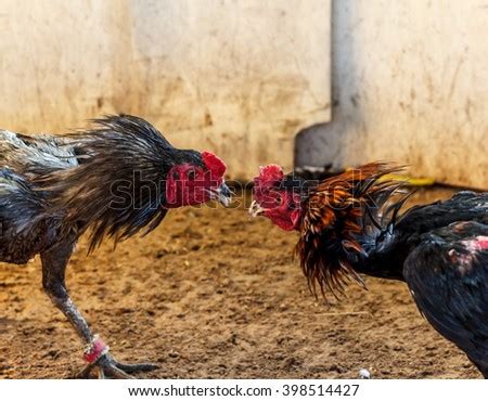 Gamecock Stock Photos, Images, & Pictures | Shutterstock