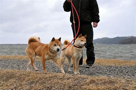 The Complete Guide To The Shiba Inu: Selecting, Preparing For, Training, Feeding, Raising, And ...