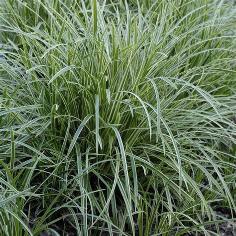 Carex morrowii 'Ice Dance' - Evergreen Grasses - Arboretum Garden Centre