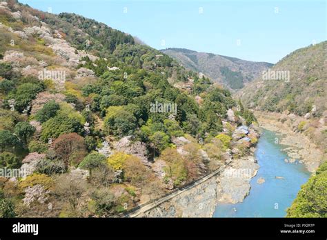 Cherry blossoms in Kyoto Arashiyama Stock Photo - Alamy