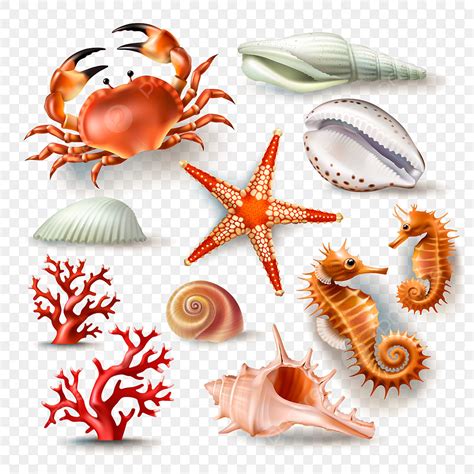 Seashell Starfish Vector Design Images, Set Of Vector Illustrations Seashells Coral Crab And ...