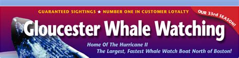 Gloucester whale watching tours, whale watching Boston Ma