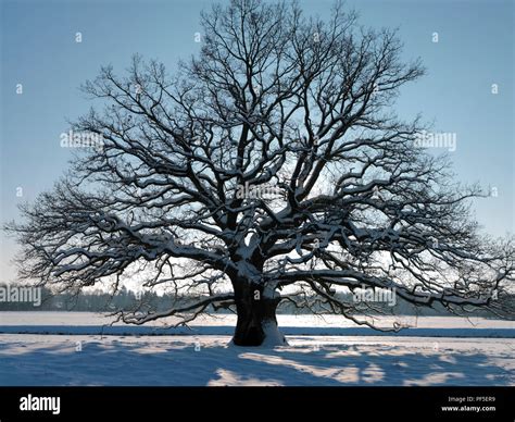 Eiche im Winter | oak tree, Quercus, in winter time Stock Photo - Alamy