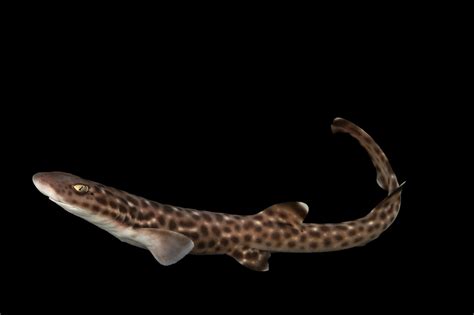 Coral Catshark (Atelomycterus marmoratus) - Joel Sartore