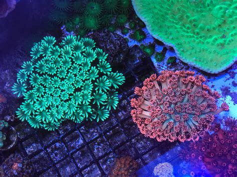 Corals and Fluorescence at Coral Morphologic - NIGHTSEA