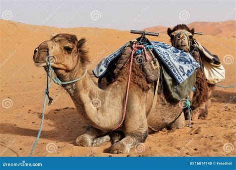 Camels in Sahara desert. stock photo. Image of saddle - 16814140