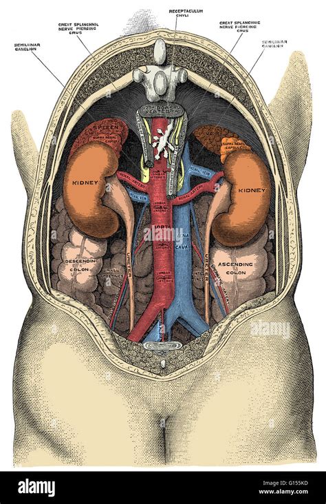 Human viscera and large vessels of the abdomen. This illustration ...