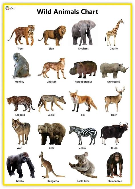 Wild Animals Pictures With Names For Kids