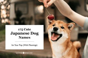 175 Cute Japanese Dog Names for Your Pup (With Meanings) | LoveToKnow Pets