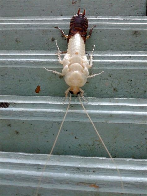 New Cockroach Molting is Still White Stock Image - Image of creature, living: 126249955