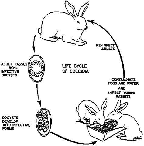 Life Cycle - Rabbits