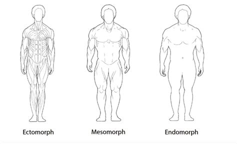 Body Frames Types - Infoupdate.org