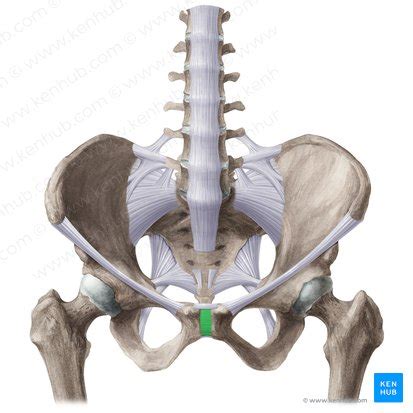 Pubic symphysis: Anatomy, structure and function | Kenhub