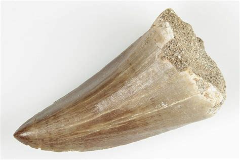 2" Fossil Mosasaur (Mosasaurus) Tooth - Morocco (#201090) For Sale ...