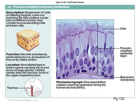 pseudostratified columnar epithelium function and location - Google ...