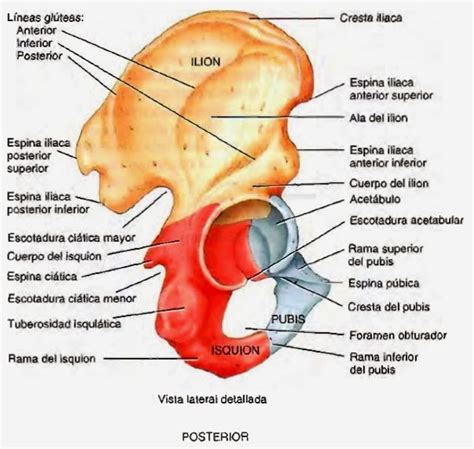 Opiniones de Hueso coxal