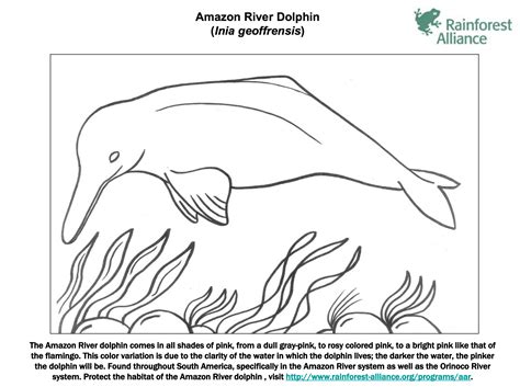 Amazon River Dolphin Coloring Page | Rainforest Alliance