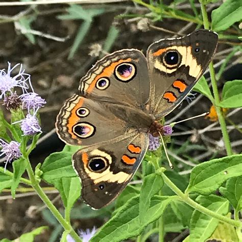 Buckeye Butterfly | Etsy