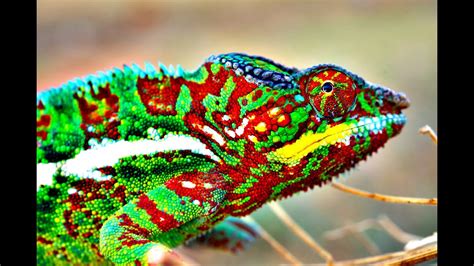 How Do Chameleons Change Color? - YouTube