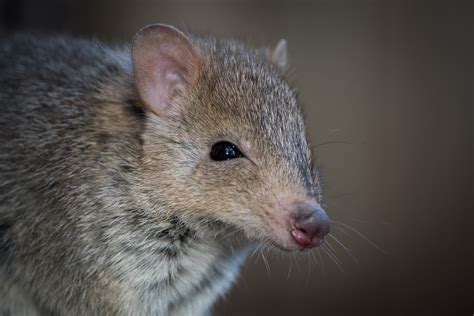 Eastern Bettong | Sean Crane Photography