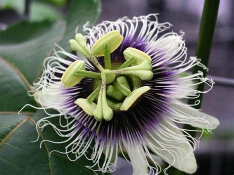 Passionfruit -Black (Passiflora Edulis) - 10cm (40/50)