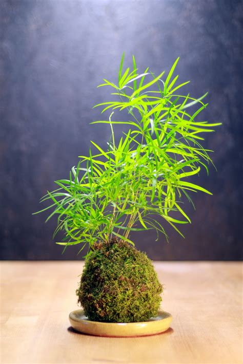 my kokedama Bonsai Plants, Bonsai Garden, Bonsai Tree, Mini Plants, Cool Plants, Indoor Plants ...