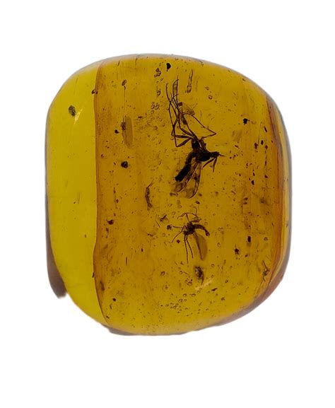 Insects in Amber from the Dominican Republic, 25 Million Years Old| The ...