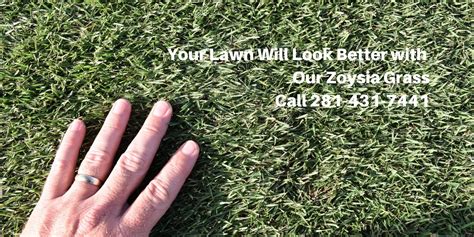 Great Zoysia Grass Varieties for Houston - Sugar Land Pearland