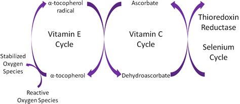 9.2 Vitamin E | Nutrition Flexbook