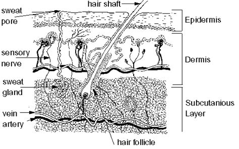 The Integumentary System (Skin) | Medical Terminology for Cancer