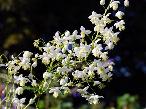 Thalictrum delavayi 'Album' Seed