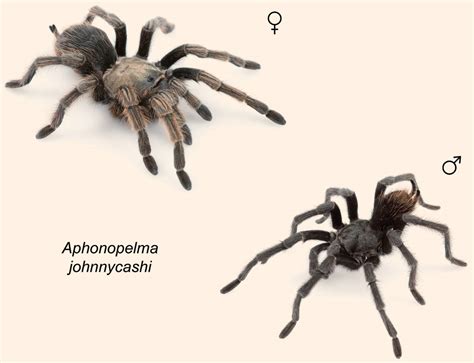 Aphonopelma johnnycashi: Newfound Tarantula Species Named after Johnny Cash | Sci.News