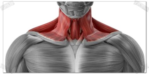 How to Improve Neck Endurance (Use THIS Science-Proven Exercise ...