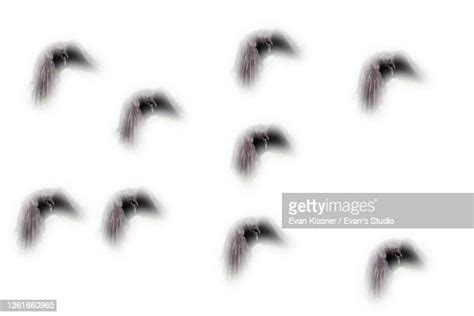 119 Murder Of Crows Stock Photos, High-Res Pictures, and Images - Getty Images