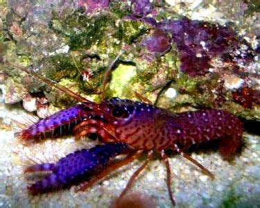 lobster | Ocean creatures, Crustaceans, Marine animals