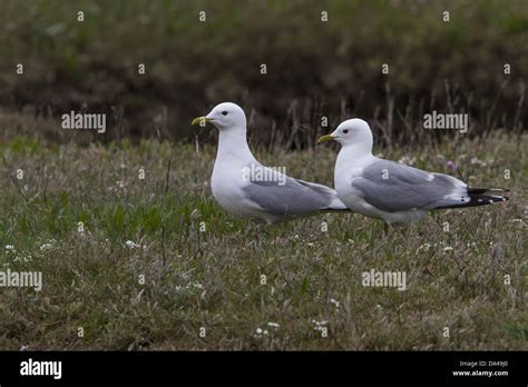 Mew gull breeding hi-res stock photography and images - Alamy