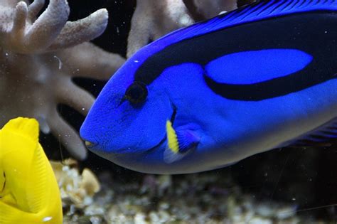 Surgeonfish – Care and Advice - PetsNotebook