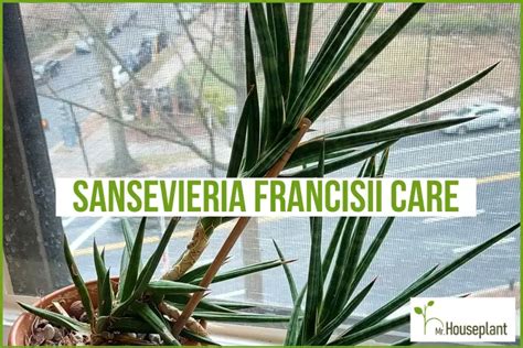 Sansevieria Francisii Care (FULL Guide!) - Mr.Houseplant