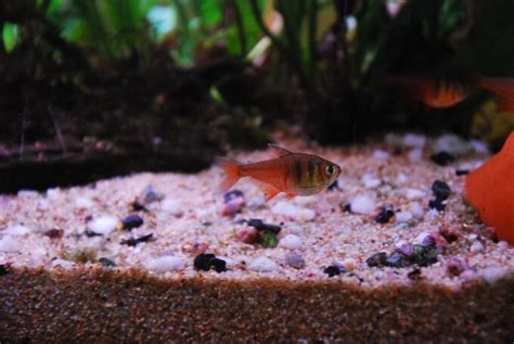 Serpae Tetra 101: Care, Tank Mates, Breeding & More