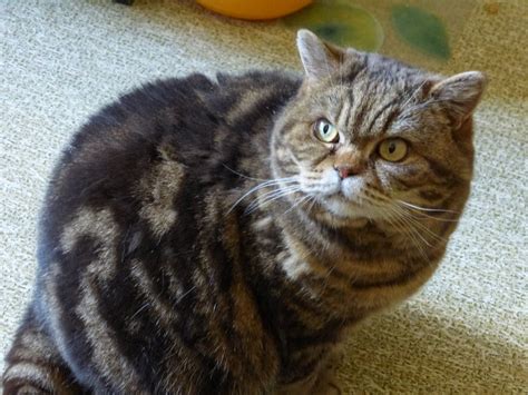 Is the Black Tabby Cat a Separate Breed Altogether?