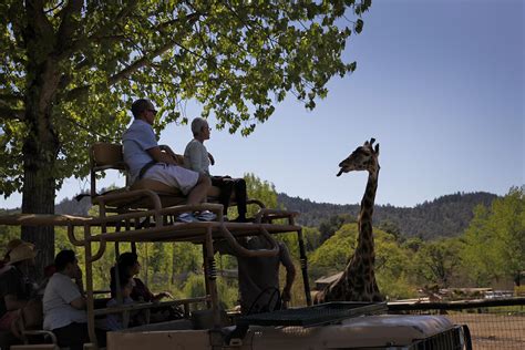 Safari West employees worked to save preserve's 1,000 animals as their ...