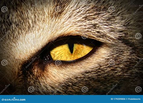 Lynx eye - cat eye closeup stock photo. Image of linx - 179209806