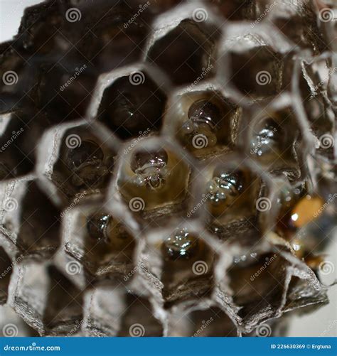 Wasp Nest with Wasp Larvae, Paper Wasps, Polistes Sp- Stock Image ...