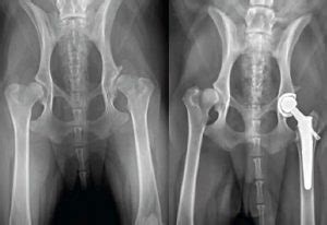 How Much Does Dog Hip Dysplasia Surgery Cost?