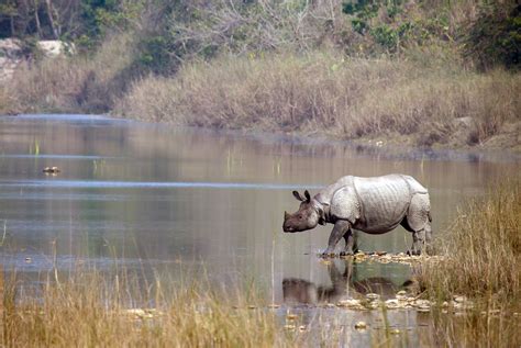 Wildlife holidays in Nepal tailor-made by Tribes Travel