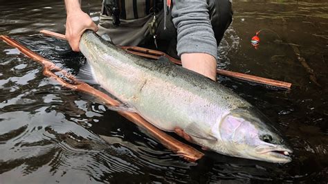 Steelhead Fishing Tips | Properly Handling & Releasing Wild Steelhead - YouTube